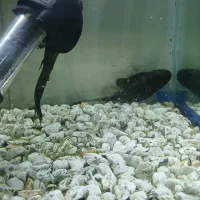 آکواریوم و لجن خار