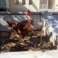 مرغ محلی گردن غاز جوان