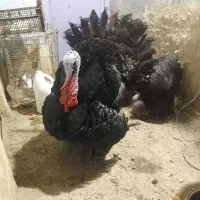 بوقلمون و مرغ