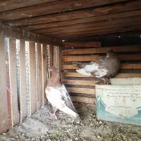فروش کبوتر سینه جفتی