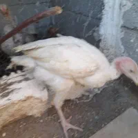 پرندگان|حیوانات مزرعه|بناب, |دیوار