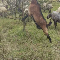 بز آبستن درجه یک دوقلوزا جوان