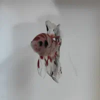 فایتر|ماهی|بروجرد, |دیوار