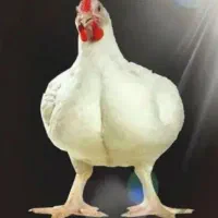 مرغ زنده کیلویی110