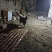 یک عدد بزغاله ماده ۱۲تومن