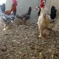 مرغ گلین جوان