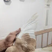 چپی زرد|پرنده|اهواز, زرگان|دیوار