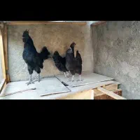 ایام سمانی