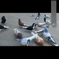 پرنده کبوتر