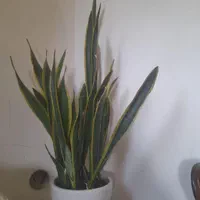 یک واحد تک خواب