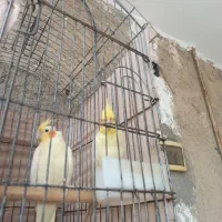 طوطی عروس هلندی|پرنده|بندر امام خمینی, |دیوار