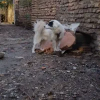 سگ پاکوتاه