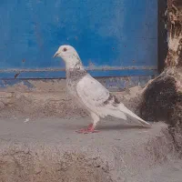 کبوتر یا کفتر