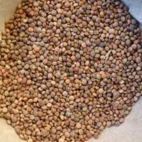 عدس پزا عمده ارسال فوری به شهرستان