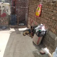 سگ ژرمن گیرنده