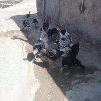 ۱۷۰۰