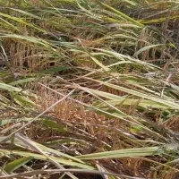 شالی فجر سوزنی