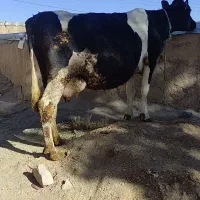 گوساله/گاو|حیوانات مزرعه|تبریز, |دیوار