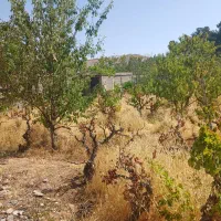 فروش-باغ