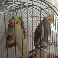 عروس هلندی دستی