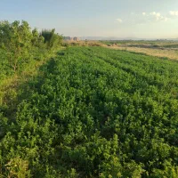 زمین کشاورزی