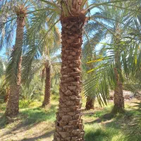 درخت گراز میدم حرفه ای وکاربیست