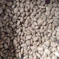 لوبیا چیتی لرستان