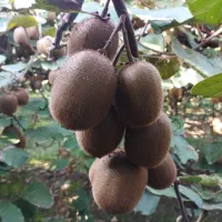 5000متر باغ کیوی پر حاصل درلیسار تالش|فروش زمین و ملک کلنگی|لیسار, |دیوار