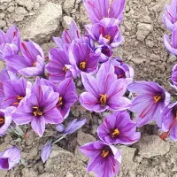 فروش گل زعفران مشهد در تهران (گل تازه زعفران)