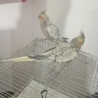 ۲عددعروس هلندی دستی|پرنده|قیدار, |دیوار