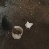 ۸ عدد کبوتر عالی ۴ میلیون میدم یجا همه باهم