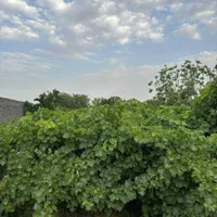 فروش باغچه ۳۴۰ متری بااقساط بلندمدت|فروش زمین و ملک کلنگی|رباطکریم, انجم آباد|دیوار