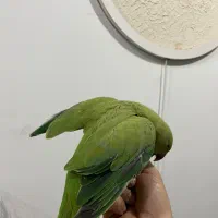 طوطی ملنگو رام|پرنده|مریوان, |دیوار