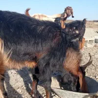 گوسفند تروشت|حیوانات مزرعه|هیدوچ, |دیوار