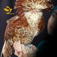 مرغ و خروس زینتی پولند پلند