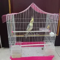 باسلام یه عروس هلندی رام دستی ابلق لوتینو