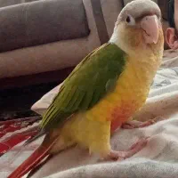 فروش فوری فول دستی