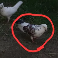 کبوتر باخت رفته