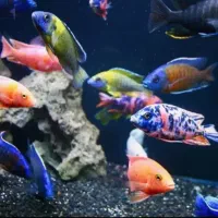 ماهی و آکواریوم