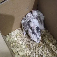 عروس هلندی دوکت