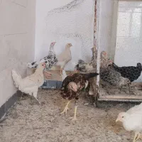 مرغ و جوجه|حیوانات مزرعه|خمینی‌شهر, |دیوار