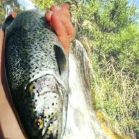 فروش ماهی قزل الا.|ماهی|نورآباد ممسنی, |دیوار