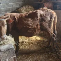 گاو باردار با گاو نر همه برای فروش آرام و پرشیر