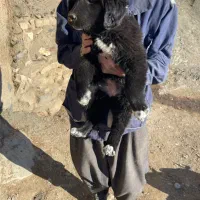 لاس طلا و ۶ توله قدرجونی اصیل