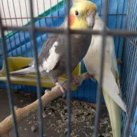 طوطی عروس|پرنده|تاکستان, |دیوار