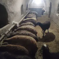 چهار رس میش بردار چهار رس بره ماده