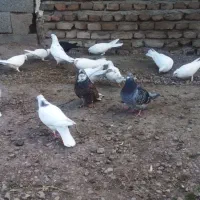کفتر