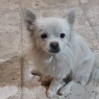 سگ گمشده|سگ|ساوه, |دیوار