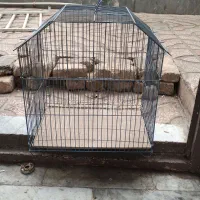 قفسه پرنده|لوازم جانبی حیوانات|مشکین‌دشت, |دیوار