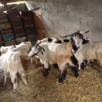 بز و بزگاله